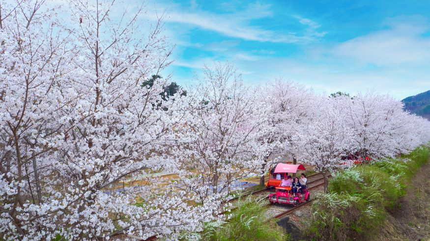 6-1 봄의 풍경을 만끽할 수 있는 벚꽃 터널 구간.jpg
